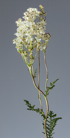 (MHNT)_Filipendula_vulgaris_-_Inflorescence
