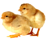 baby-chicks-transparent-image