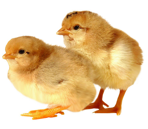 baby-chicks-transparent-image