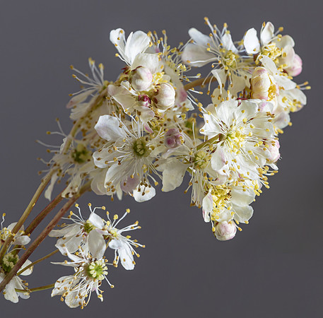 (MHNT)_Filipendula_vulgaris_-_Inflorescence2