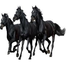 horses3_2
