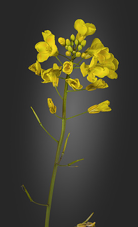 (MHNT)_Brassica_napus_-_Inflorescence
