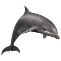 Bottlenose_Dolphin
