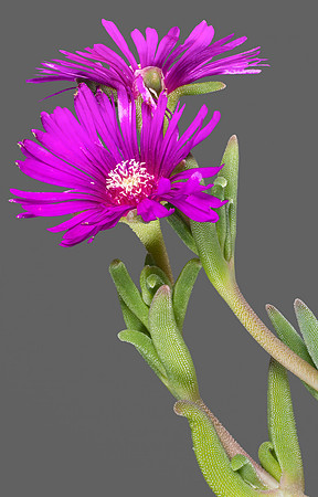 (MHNT)_Delosperma_cooperi_-_Flower_and_leaves