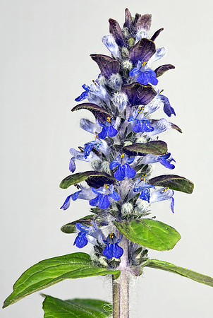 (MHNT)_Ajuga_reptans_-_Flowers