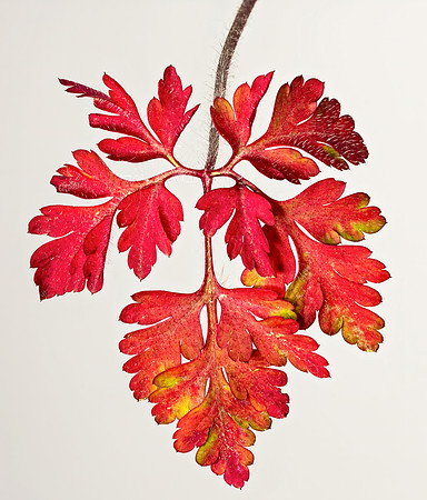 (MHNT)_Geranium_robertianum_-_xanthophyll_leaf