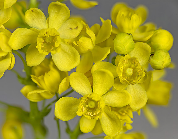 (MHNT)_Berberis_aquifolium_-_Flowers
