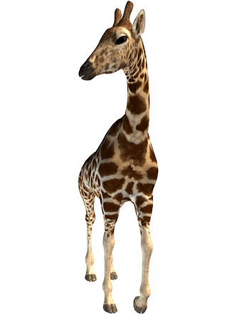 giraffe-transparent-background