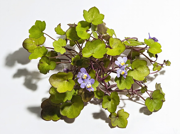 (MHNT)_Cymbalaria_muralis