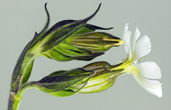 (MHNT)_Silene_latifolia_-_Bud_and_flower