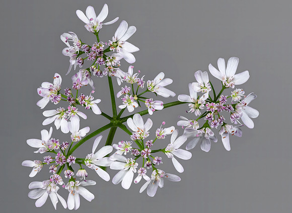 (MHNT)_Coriandrum_sativum_-_inflorescence
